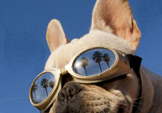 A French bulldog wearing goggles with palm trees reflected in the lenses.