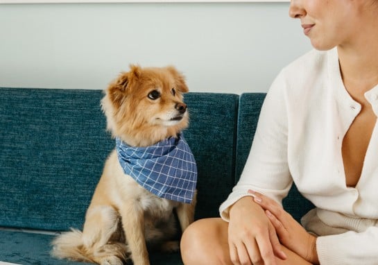 Dog Friendly 7
