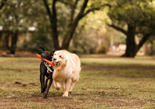 Two dogs playing at Herb Katz Dog Park, Santa Monica