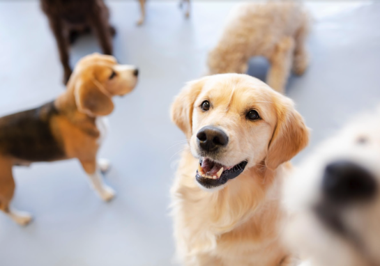 A group of very cute dogs at Lincoln Bark, Santa Monica