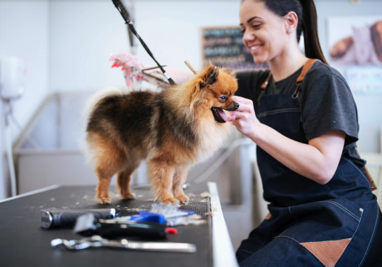 A Pomeranian getting a haircut at Moon Doggy’s Grooming, Santa Monica