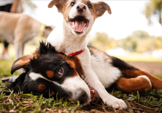Two dogs playing at Pacific Street Dog Park, Santa Monica
