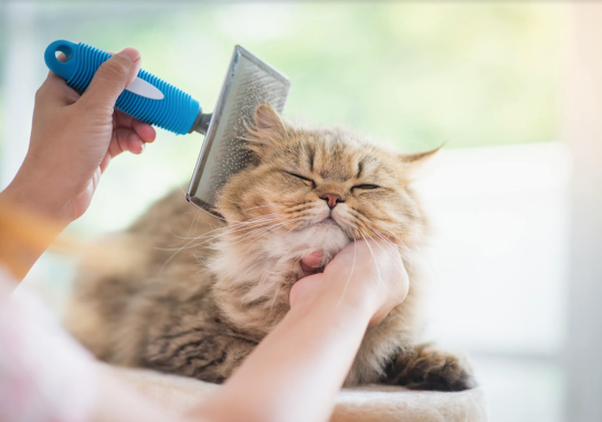 A cat being groomed at Paws & Effect Pet Spa, Santa Monica