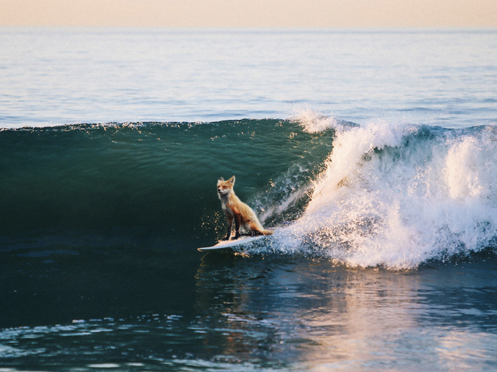 Contact Surfing Fox
