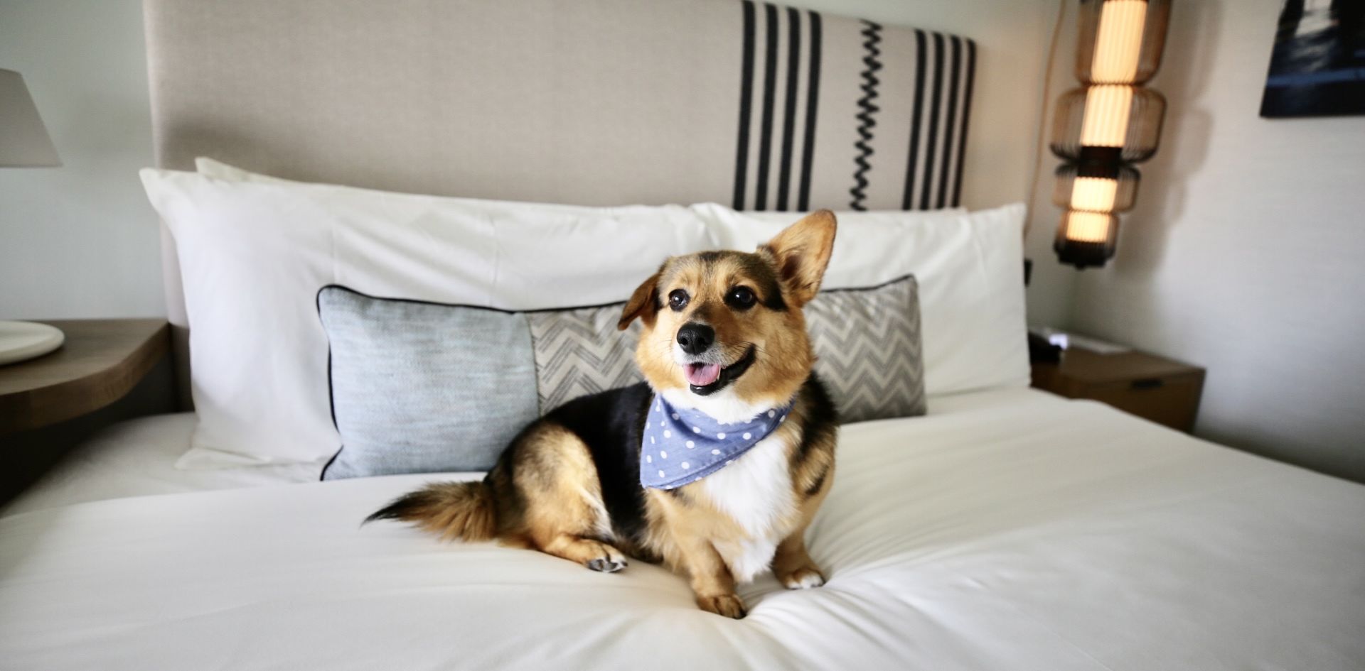 Dog Friendly Hotel near me