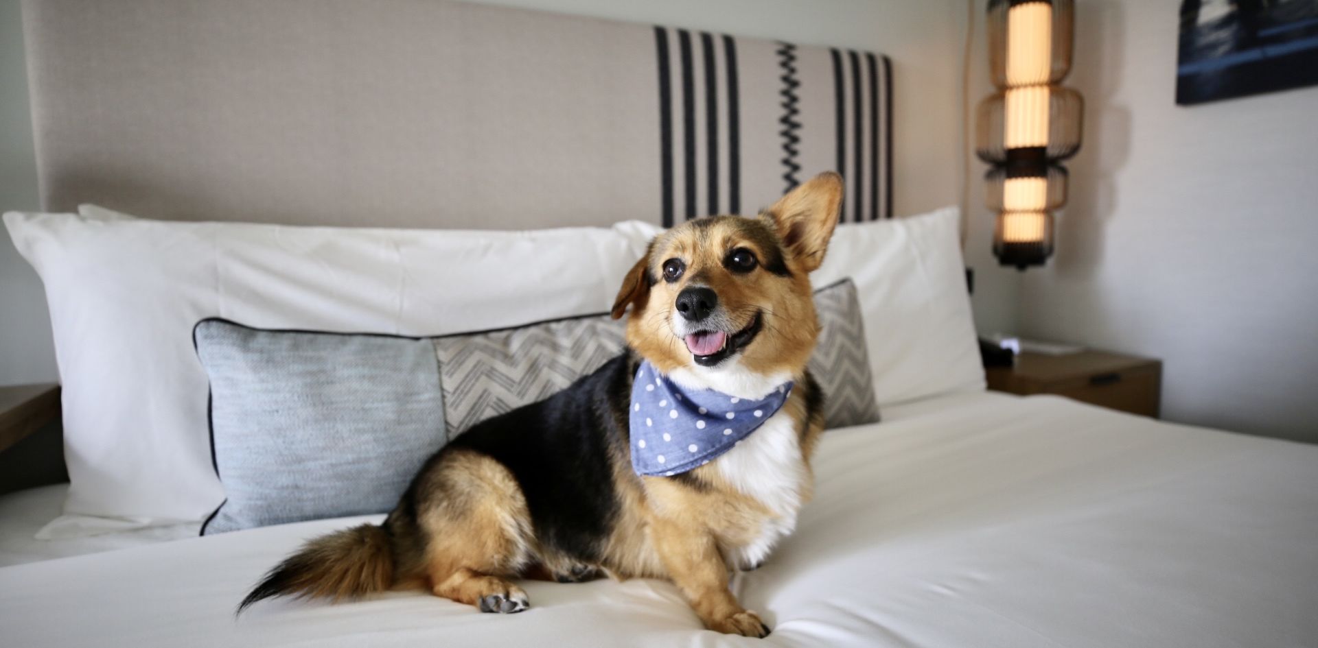 Dog Friendly Hotel near me