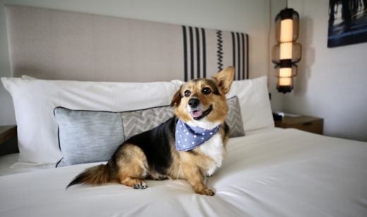 Dog Friendly Hotel near me