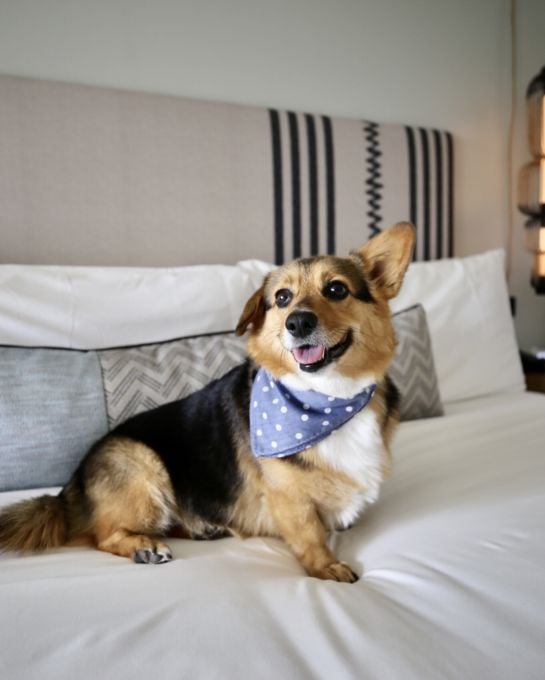 Dog Friendly Hotel near me