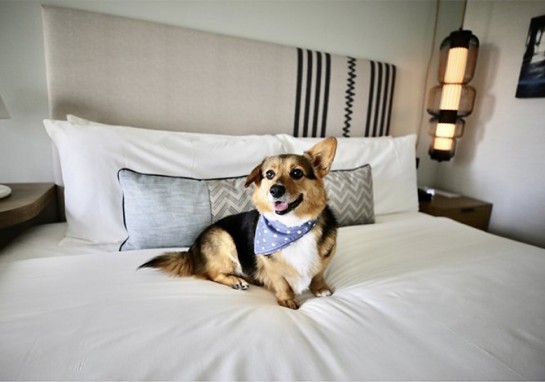 Spa and Beauty Today: Pet-Friendly Hotels Pamper Four-Legged Friends
