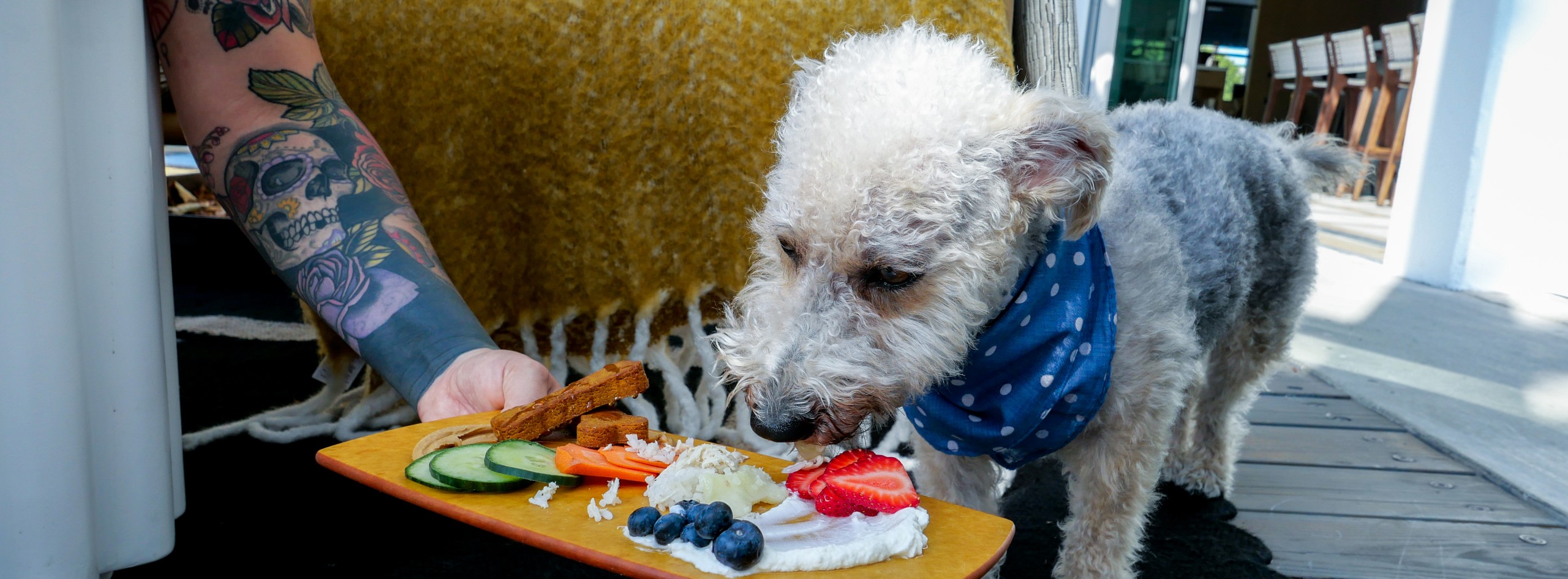 Why your pet will love The Pierside hotel