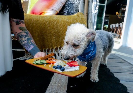 Why your pet will love The Pierside hotel